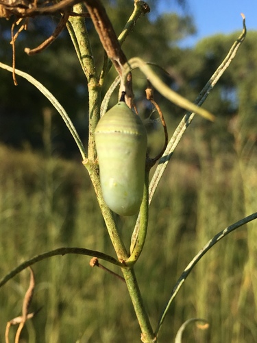 Monarch photographed in New Mexico