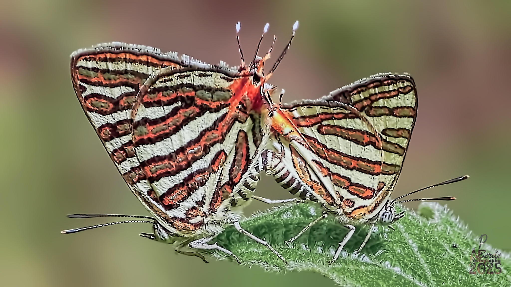 Common Silverline