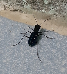 Cicindela flavomaculata