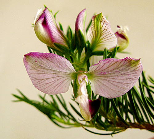 Polygala myrtifolia