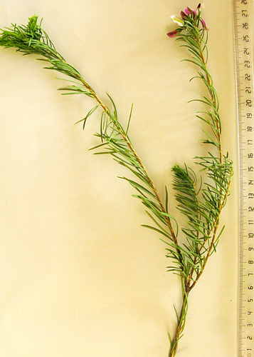 Polygala myrtifolia
