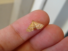 Musotima ochropteralis