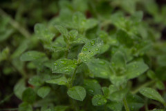 Cerastium holosteoides