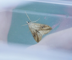 Evergestis forficalis