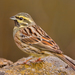Cirl Bunting - Photo (c) Paco Gómez, some rights reserved (CC BY-SA)