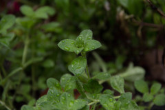 Cerastium holosteoides