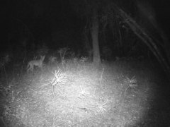 Canis latrans ochropus