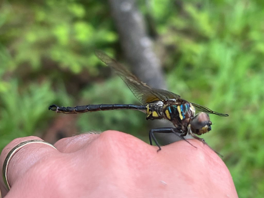 Hine's Emerald
