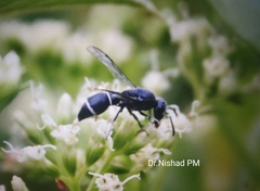 Subancistrocerus