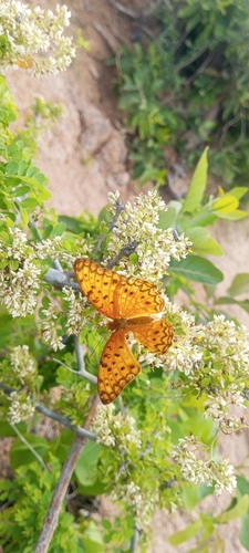 Common Leopard
