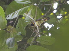 Setophaga ruticilla