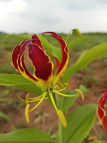 flame lily