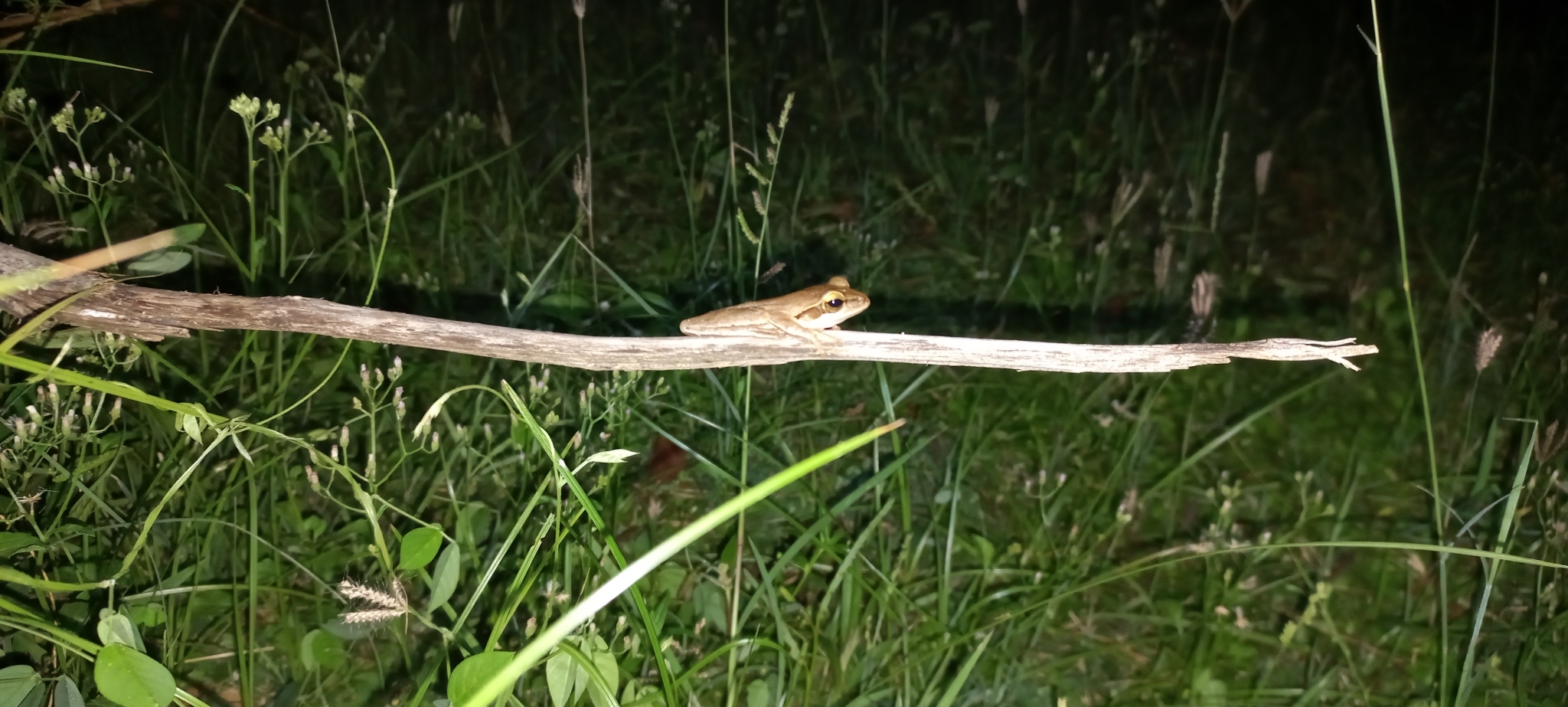 Big-Headed Whipping Frog