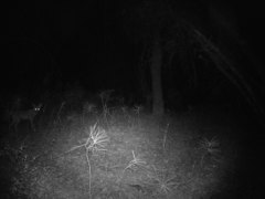 Canis latrans ochropus