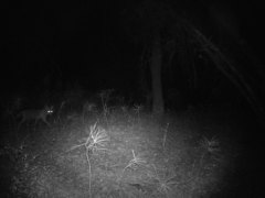 Canis latrans ochropus