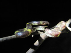 Lycodon travancoricus