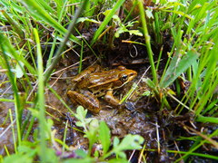 Lithobates spectabilis