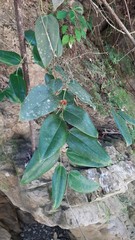 Smilax ocreata