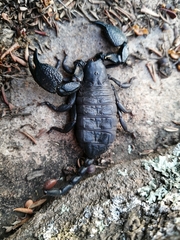 Hormuridae