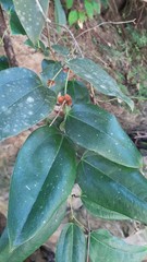 Smilax ocreata