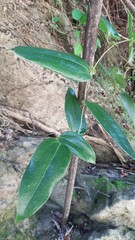 Smilax ocreata