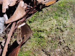 Mycalesis anaxias