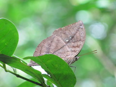 Kallima horsfieldii