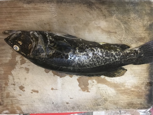 Golden Mandarin Fish