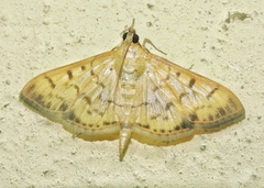 Patania balteata