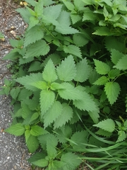 Urtica dioica