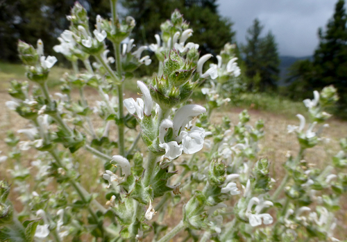Salvia aethiopis