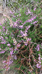 Calluna vulgaris