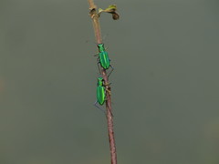 Cicindela whithillii