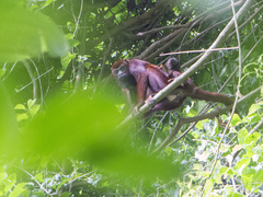 Alouatta arctoidea