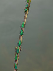 Cicindela whithillii