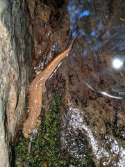 Desmognathus santeetlah