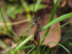 Psen erythropoda