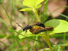 Psen erythropoda