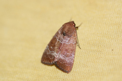 Hampsonodes