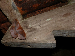 Cricula trifenestrata