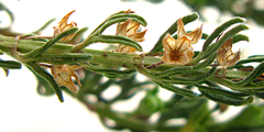 Teucrium africanum