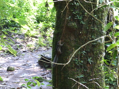 Funambulus tristriatus