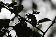 Pterophylla beltrani