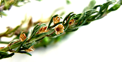 Teucrium africanum