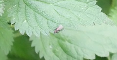 Cyclorrhapha