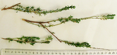 Teucrium africanum
