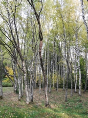 Betula pendula carelica