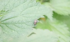 Cyclorrhapha