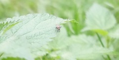 Cyclorrhapha