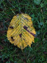 Ulmus glabra